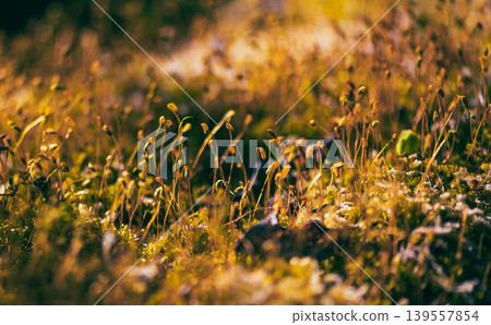 Golden Moss Forest Floor In Warm Spring Light Golden Moss Forest Floor In Warm Spring Light 139557854