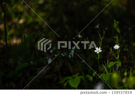 Tiny White Forest Flowers In Dark Woodland Light Tiny White Forest Flowers In Dark Woodland Light 139557859
