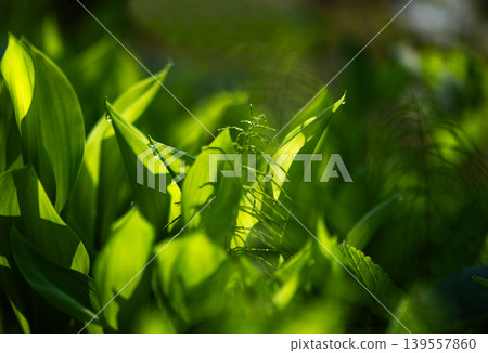 Fresh Lily Of The Valley Leaves In Spring Sunlight Fresh Lily Of The Valley Leaves In Spring Sunlight 139557860