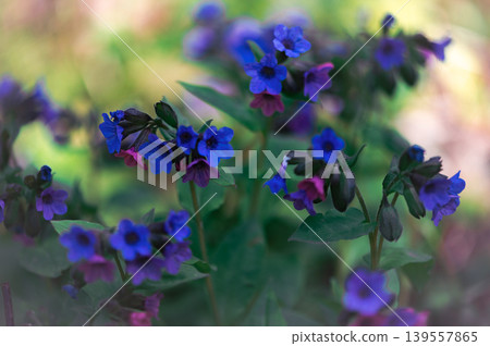 Colorful Lungwort Flowers Blooming In Spring Forest Colorful Lungwort Flowers Blooming In Spring Forest 139557865