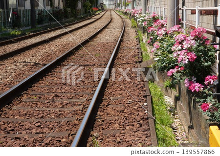 Double tracks near Minowabashi Station on the Toden Arakawa Line and blooming pink roses. Double tracks near Minowabashi Station on the Toden Arakawa Line and blooming pink roses. 139557866