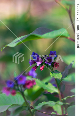 Colorful Lungwort Blossoms In Soft Spring Forest Light Colorful Lungwort Blossoms In Soft Spring Forest Light 139557874