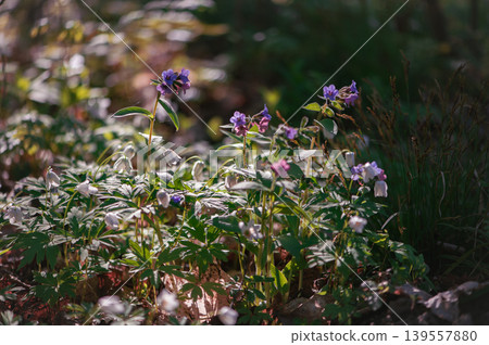 Lungwort And Wood Anemones In Forest Meadow Lungwort And Wood Anemones In Forest Meadow 139557880