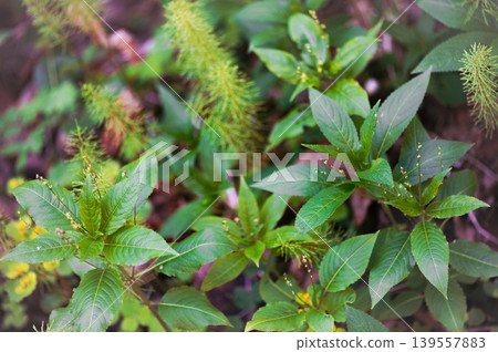 Green Woodland Plants And Horsetail In Spring Forest Green Woodland Plants And Horsetail In Spring Forest 139557883