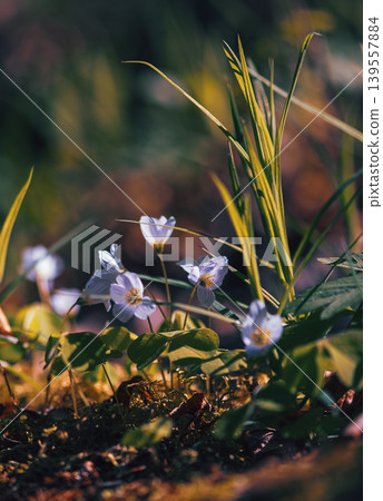 Delicate Wood Sorrel Flowers In Spring Forest Delicate Wood Sorrel Flowers In Spring Forest 139557884