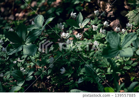 Wood Anemones Beneath Forest Shade In Spring Wood Anemones Beneath Forest Shade In Spring 139557885