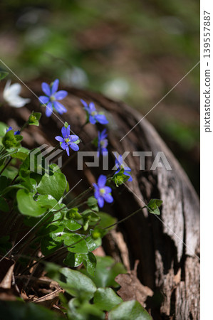 Wild Blue Hepatica Flowers Beside Old Wood Wild Blue Hepatica Flowers Beside Old Wood 139557887