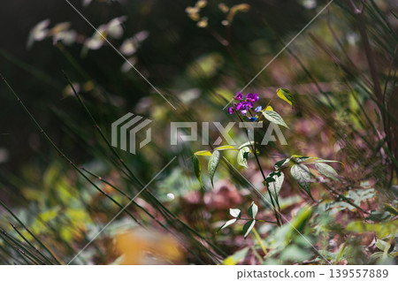 Purple Wild Vetch Flower In Soft Forest Light Purple Wild Vetch Flower In Soft Forest Light 139557889