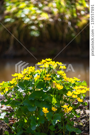 Marsh Marigold Flowers Beside Forest Stream Marsh Marigold Flowers Beside Forest Stream 139557891