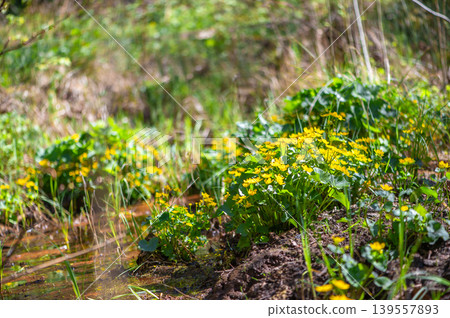 Spring Wetland With Blooming Marsh Marigolds Spring Wetland With Blooming Marsh Marigolds 139557893