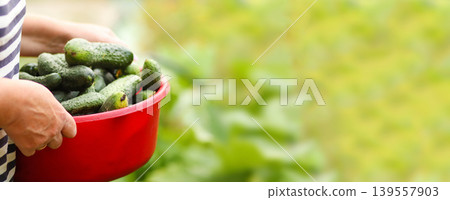 Close-up of a gardener holding a red bowl full of fresh green cucumbers. Harvest time in the countryside with blurred garden background and copy space Close-up of a gardener holding a red bowl full of fresh green cucumbers. Harvest time in the countryside with blurred garden background and copy space 139557903