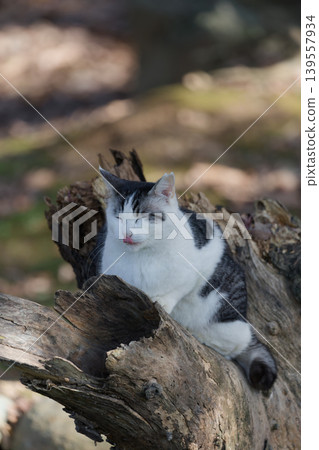 A tabby cat sticks its tongue out while perched on a dead tree branch. A tabby cat sticks its tongue out while perched on a dead tree branch. 139557934