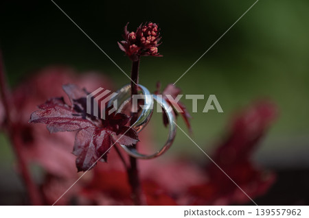 Wedding Rings on Red Leaf Stem Wedding Rings on Red Leaf Stem 139557962