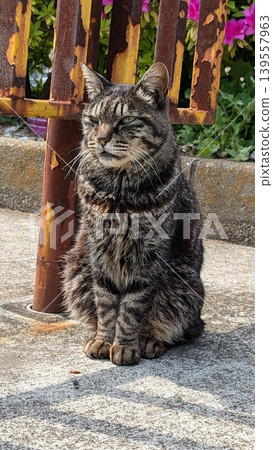 Cat Cat 139557963