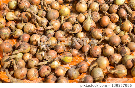 Harvested onions drying on fabric outdoors Harvested onions drying on fabric outdoors 139557996