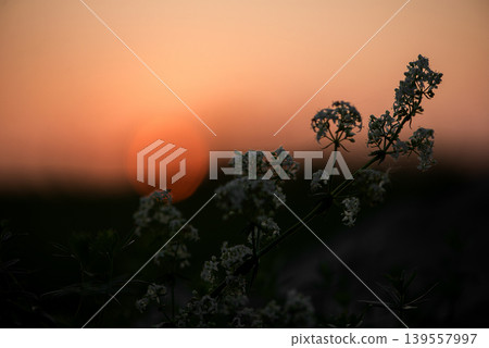 Wildflower Silhouettes Against Soft Sunset Sky Wildflower Silhouettes Against Soft Sunset Sky 139557997