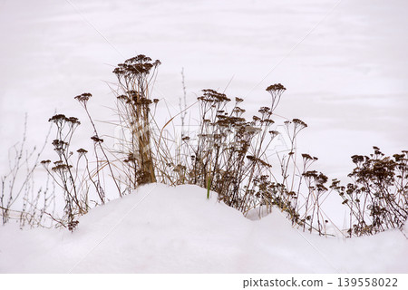 Dry Wild Plants Emerging From Snow Covered Ground 139558022