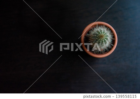 Top View Of Cactus In Pot On Dark Background Minimal Style 139558115
