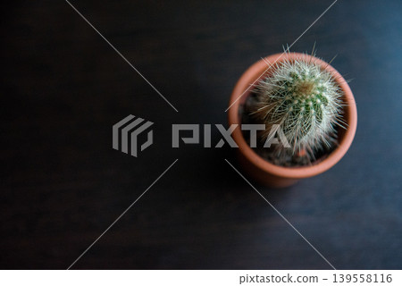 Minimalist cactus in soft natural window light Minimalist cactus in soft natural window light 139558116