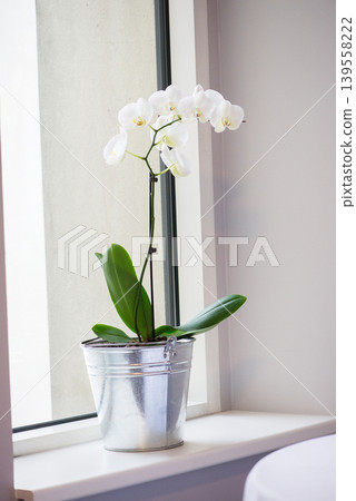 White Orchid On Windowsill In Metal Pot White Orchid On Windowsill In Metal Pot 139558222