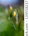 Yellow tulip drooping in a vibrant green spring field 139558237