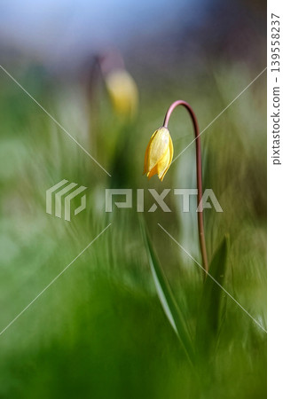 Yellow tulip drooping in a vibrant green spring field Yellow tulip drooping in a vibrant green spring field 139558237