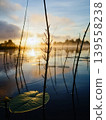 Lily pad and reeds reflecting serene sunrise on water 139558238