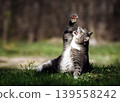 Tabby cat playing reaching for fly in grass 139558242