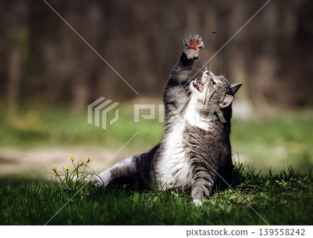 Tabby cat playing reaching for fly in grass Tabby cat playing reaching for fly in grass 139558242