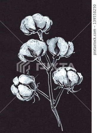 Hand-drawn cotton plant branch with fluffy cotton bolls illustrated Hand-drawn cotton plant branch with fluffy cotton bolls illustrated 139558250