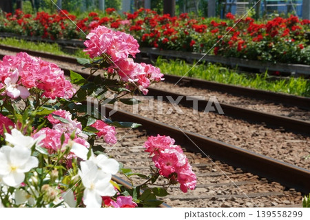 Red and pink roses blooming along the tracks near Minowabashi Station on the Toden Arakawa Line 139558299
