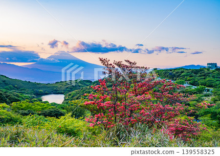 [Shizuoka Prefecture] Mount Fuji viewed from Hakone Gengake, where mountain azaleas are in full bloom, at sunset. 139558325