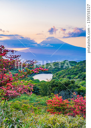 [Shizuoka Prefecture] Mount Fuji viewed from Hakone Gengake, where mountain azaleas are in full bloom, at sunset. 139558327
