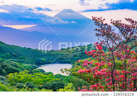 [Shizuoka Prefecture] Mount Fuji viewed from Hakone Gengake, where mountain azaleas are in full bloom, at sunset. 139558329