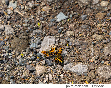 Red-spotted butterfly and Common Blue butterfly Red-spotted butterfly and Common Blue butterfly 139558436
