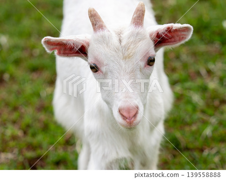Lambskin Lambskin 139558888