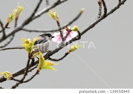 Long-tailed tit perched on a cherry tree Long-tailed tit perched on a cherry tree 139558945