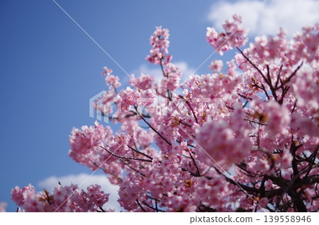 Kawazu cherry tree in full bloom shining in the blue sky Kawazu cherry tree in full bloom shining in the blue sky 139558946