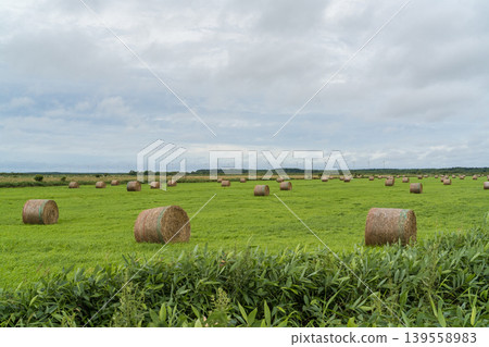 A vast hillside lined with hay bales: a Hokkaido pasture (early summer, June) A vast hillside lined with hay bales: a Hokkaido pasture (early summer, June) 139558983