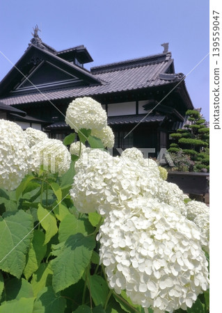 小樽舊青山別墅內盛開的繡球花 小樽舊青山別墅內盛開的繡球花 139559047