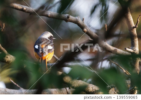 Yobitaki sticking to branches 139559065