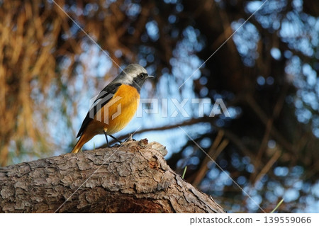 A Daurian Redstart perched on a pine tree A Daurian Redstart perched on a pine tree 139559066