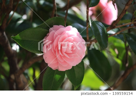一張名為“Awaotome”的山茶花的特寫照片,可以看到它綠色的葉子和粉紅色的花瓣。 一張名為“Awaotome”的山茶花的特寫照片,可以看到它綠色的葉子和粉紅色的花瓣。 139559154