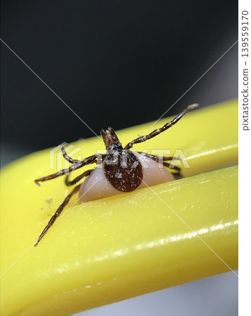 Engorged tick ixodes ricinus held by removal tool Engorged tick ixodes ricinus held by removal tool 139559170