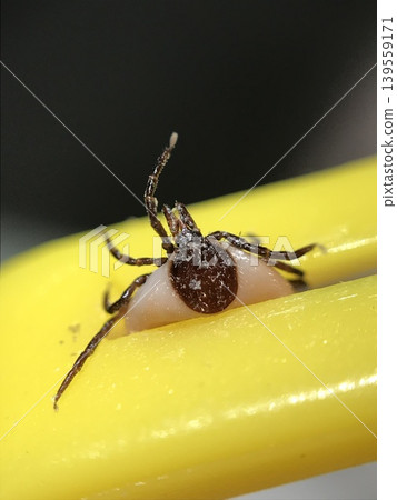 Engorged tick ixodes ricinus held by removal tool Engorged tick ixodes ricinus held by removal tool 139559171