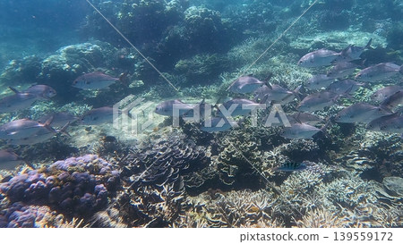 A school of Bigeye trevally (Caranx sexfasciatus) swimming over a coral reef showing rich marine biodiversity. Dauin, Philippines A school of Bigeye trevally (Caranx sexfasciatus) swimming over a coral reef showing rich marine biodiversity. Dauin, Philippines 139559172