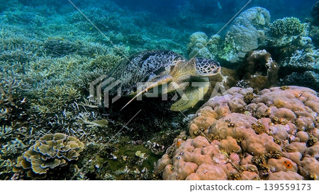 A green sea turtle (chelonia mydas) resting among the dense coral boasting a rich marine biodiversity in the renown ecotourism destination in Dauin, Philippines A green sea turtle (chelonia mydas) resting among the dense coral boasting a rich marine biodiversity in the renown ecotourism destination in Dauin, Philippines 139559173
