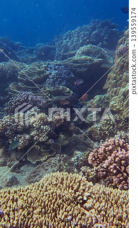 Diverse coral formations teeming with marine life in a stunning underwater scene off the coast of renown diving destination in Dauin, Philippines Diverse coral formations teeming with marine life in a stunning underwater scene off the coast of renown diving destination in Dauin, Philippines 139559174