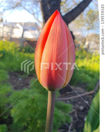 Bright red-orange tulip bud preparing to bloom in the garden. Spring nature, concept of growth, beauty Bright red-orange tulip bud preparing to bloom in the garden. Spring nature, concept of growth, beauty 139559183