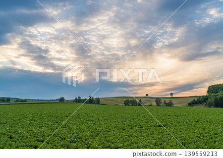 A panoramic view of twilight clouds and green fields in Hokkaido (early summer, June). A panoramic view of twilight clouds and green fields in Hokkaido (early summer, June). 139559213